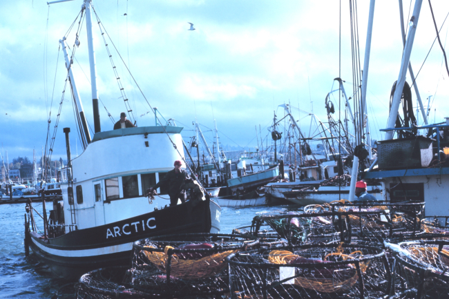 The fishing fleet at Blaine