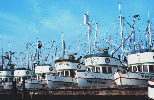 A fleet of company boats