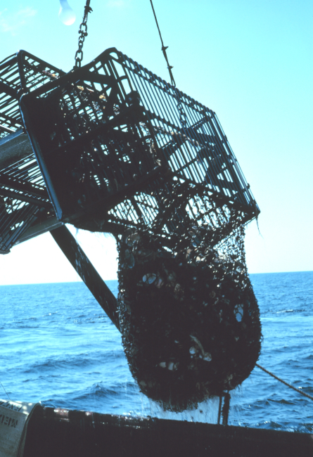 Recovering the dredge on a clam dredger