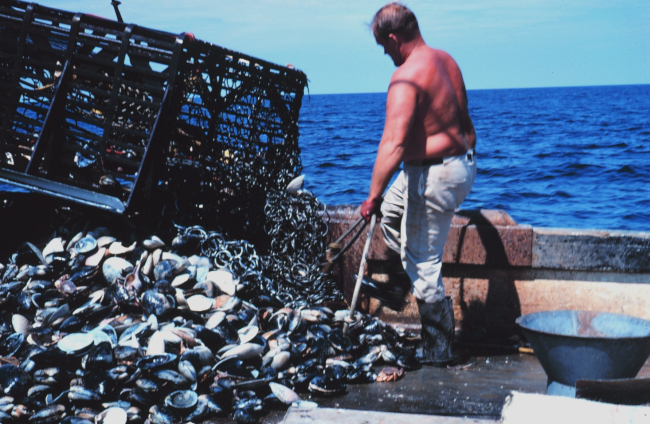 Beginning to sift through the dredge haul on a clam dredger