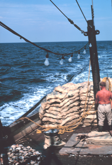 Returning home with bags of clams on deck of a clam dredger