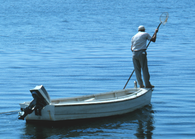 Clam fishing from a skiff requires good balance