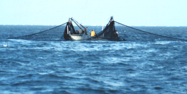 Purse seine boats setting nets to capture school of menhaden