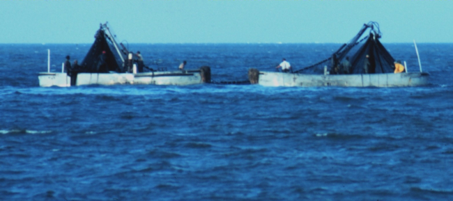 Purse seine boats setting nets to capture school of menhaden