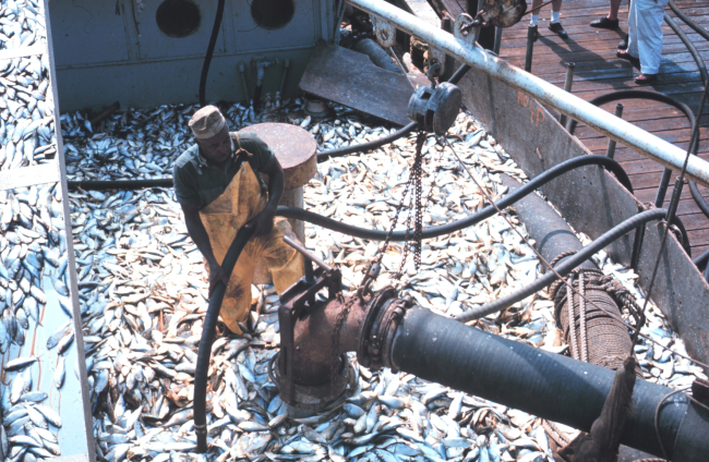 Menhaden fishing -off-loading the catch