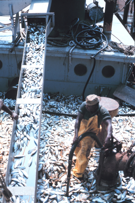 Menhaden fishing -off-loading the catch