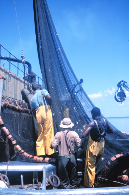 Menhaden fishing - drawing net tight for pumping fish aboard the mother vessel