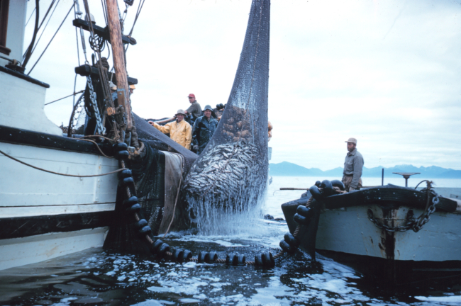 Alaskan purse seiner lifting a catch of herring to the deck