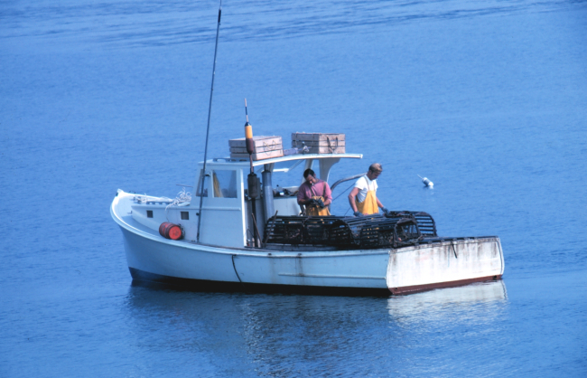 Measuring lobster