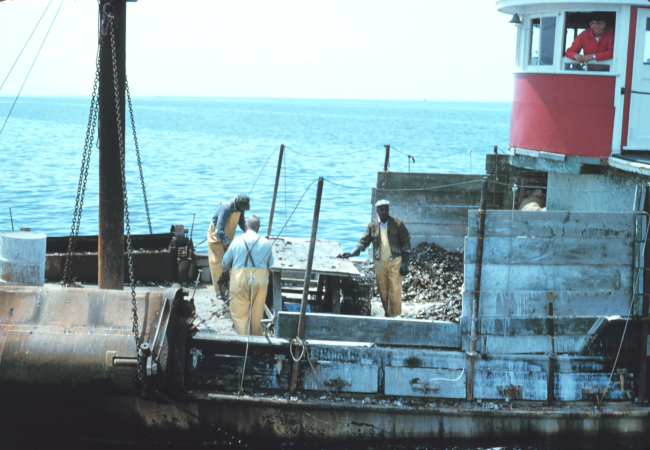 Hand-picking oysters from dredge material