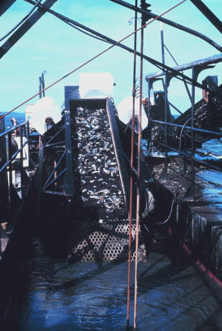 Oyster dredge at work