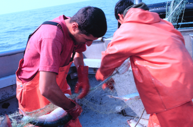 Rama Geroux, a crew member of a salmon fishing vessel, removing salmon from a gillnet in Bristol Bay