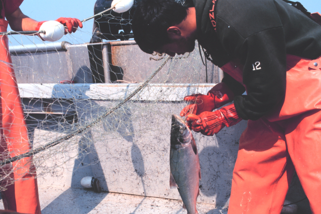 Rama Geroux and another crewman removing salmon from a gillnet in Bristol Bay