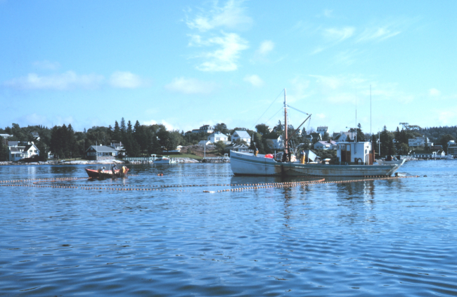 Purse seining for herring on the Maine coast