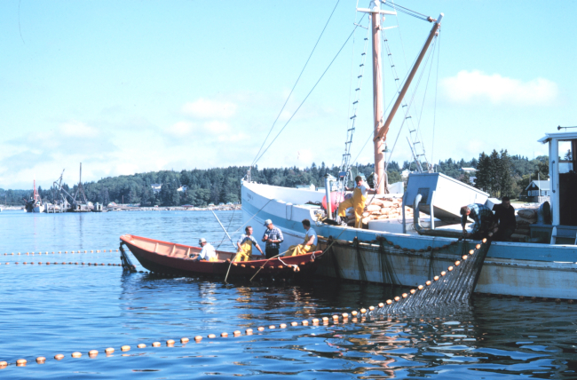 Purse seining for herring on the Maine coast