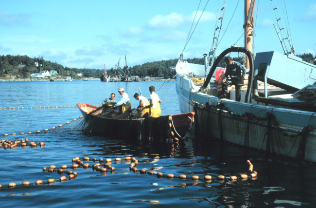 Purse seining for herring on the Maine coast