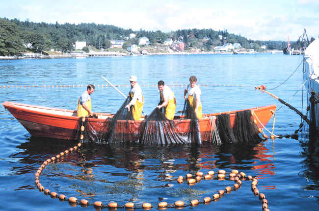 Dory used as purse seine boat fishing for herring on the Maine coast