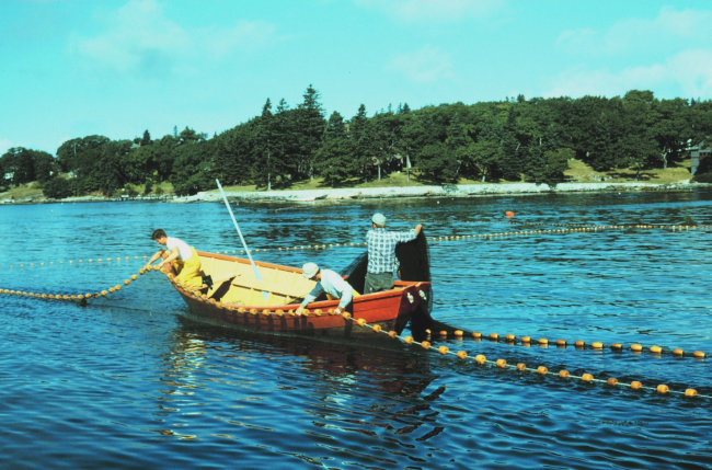 Setting a purse seine inside pocket while fishing for herring on the Maine coast