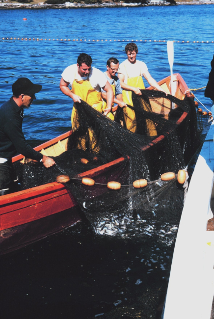 Harvesting the herring after closing the purse on the Maine coast