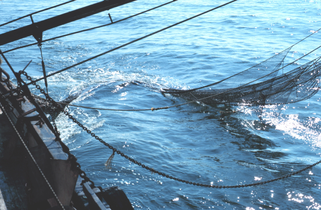 Trawling for shrimp on the east coast of Florida