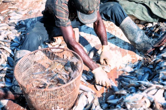 Separating shrimp from bycatch