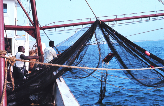 Preparing the net for a trawl run