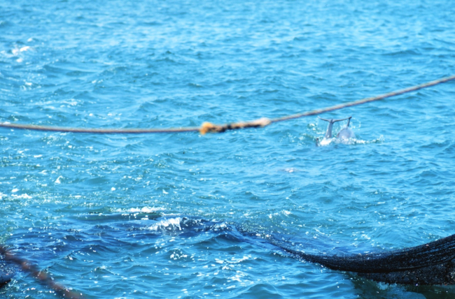 Net in the water during trawling operations