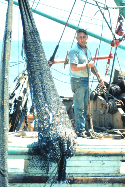 Bringing the net aboard during shrimp trawling operations off the THREE SONS