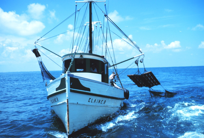 Double-rigged shrimp trawler hauling in the nets