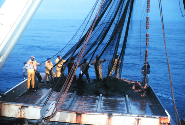 Beginning to flake down the net after completing a set and beginning to retrieve the net prior to harvesting the fish