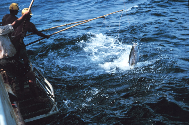 Skipjack tuna caught with a one-pole rig with a barbless hook