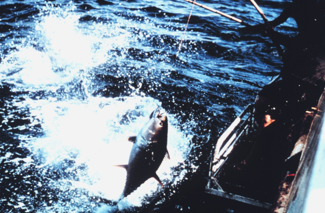 Yellowfin tuna coming aboard during pole and line fishing operation