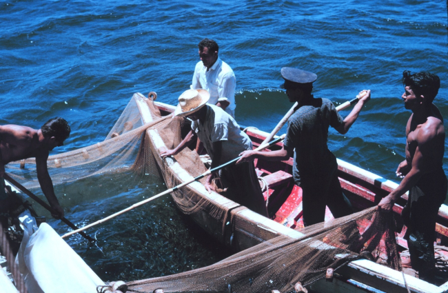 Baitfish in a small net being transferred to the live well of R/V UNDAUNTED