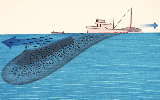 Diagram of tuna fishing operations illustrating possible loss of fish prior toclosing net completely