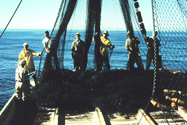 Flaking down the net after completing a set and retrieving the net prior to harvesting the fish