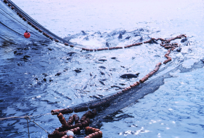 Closing the purse seine