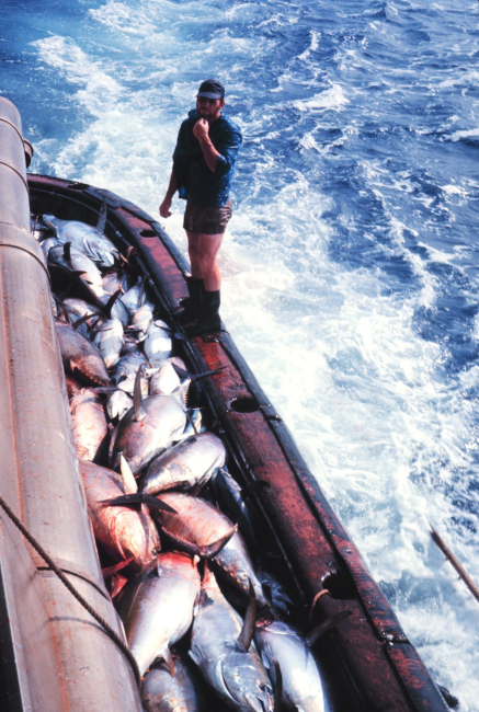 Bigeye tuna caught with three-pole one-line rig