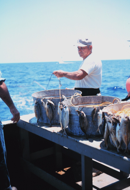 Experimental longline operations in the Atlantic