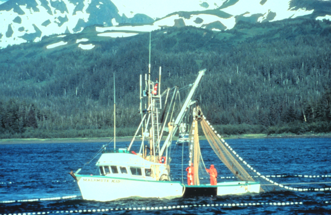 Salmon purse seiner in Prince William Sound