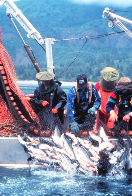 Nature's bounty - a catch of salmon by a purse seiner