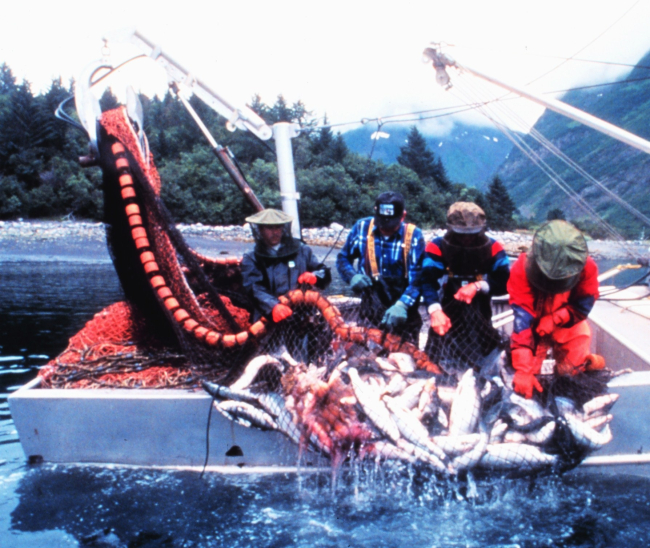 Nature's bounty - a catch of salmon by a purse seiner