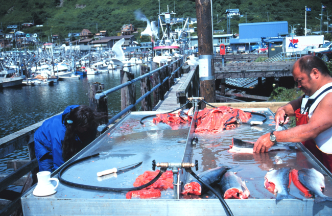 Filleting salmon in anticipation of a community fish fry  in support of the United Seiners Association