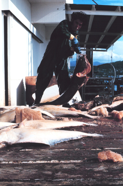 Halibut on the pier waiting to be processed