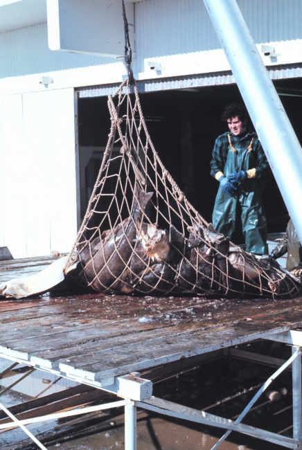 Offloading halibut at a processing facility