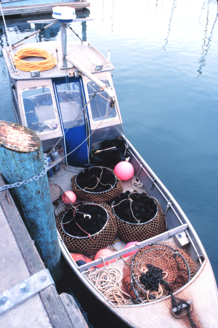 Commercially harvested sea urchins being offloaded from the F/V RAPTOR at thecommercial fishing marina