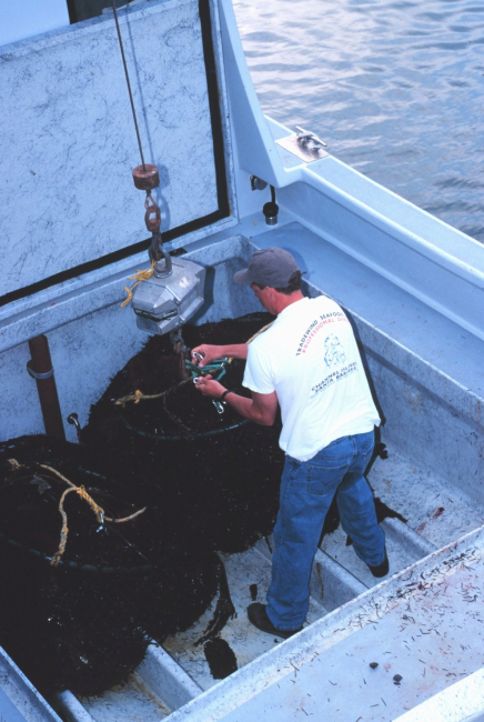 Commercially harvested sea urchins being offloaded from the F/V RAPTOR at thecommercial fishing marina