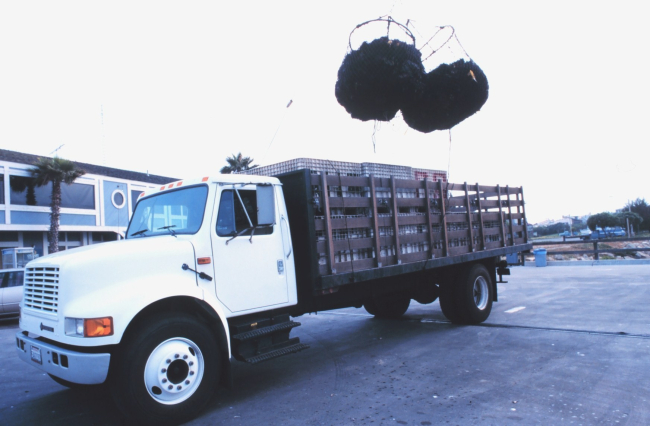 Commercially harvested sea urchins being offloaded from fishing vessel andfor shipping to a processing plant