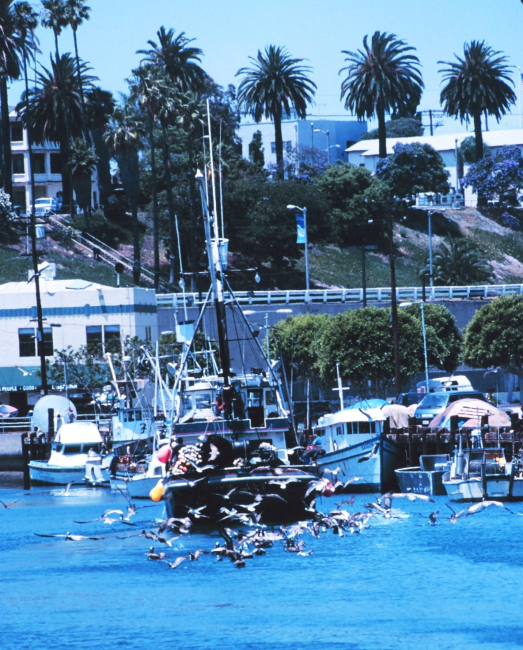 Pelicans following a fishing boat into the harbor