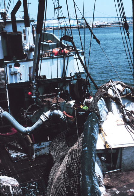 F/V VITO pumping anchovies to processing facility