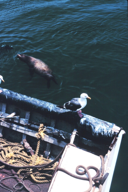 Seagulls and sealions compete for scraps from anchovy offloading operations
